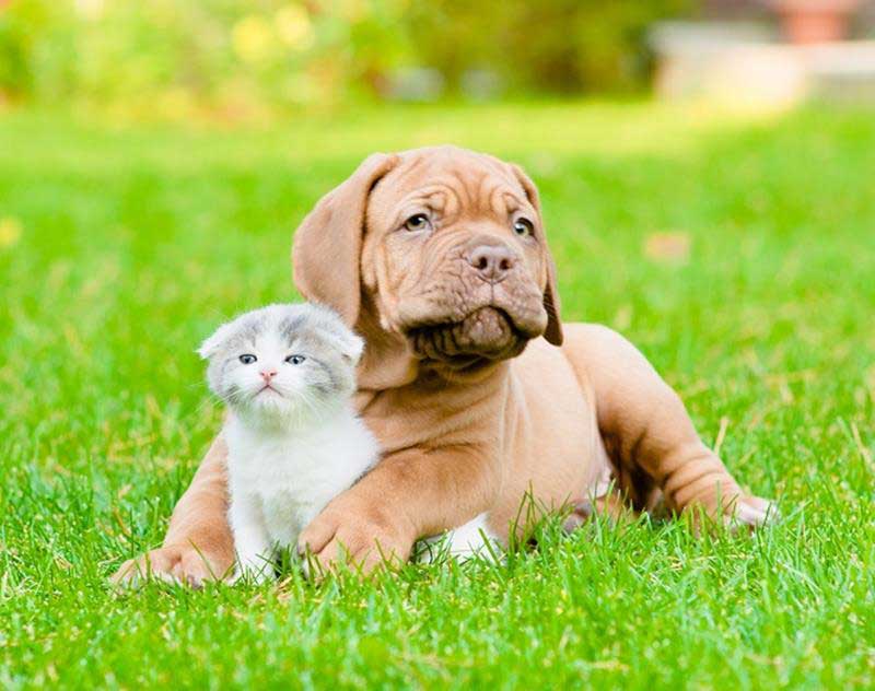 Spay And Neuter Delaware