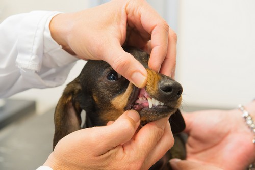 Dentistry Delaware