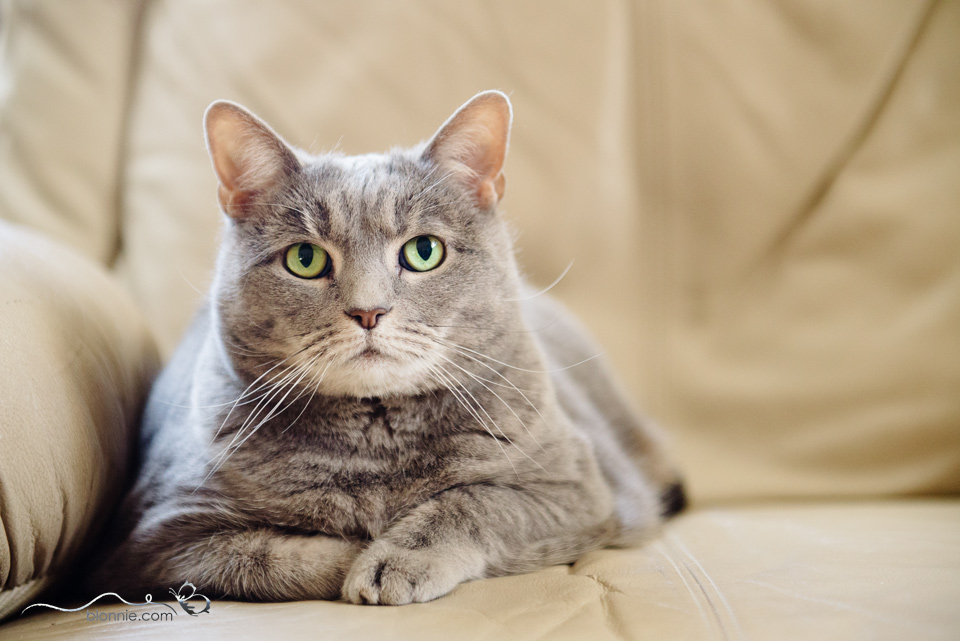 vet services delaware