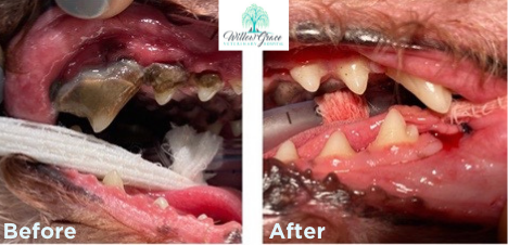 Dentistry Delaware
